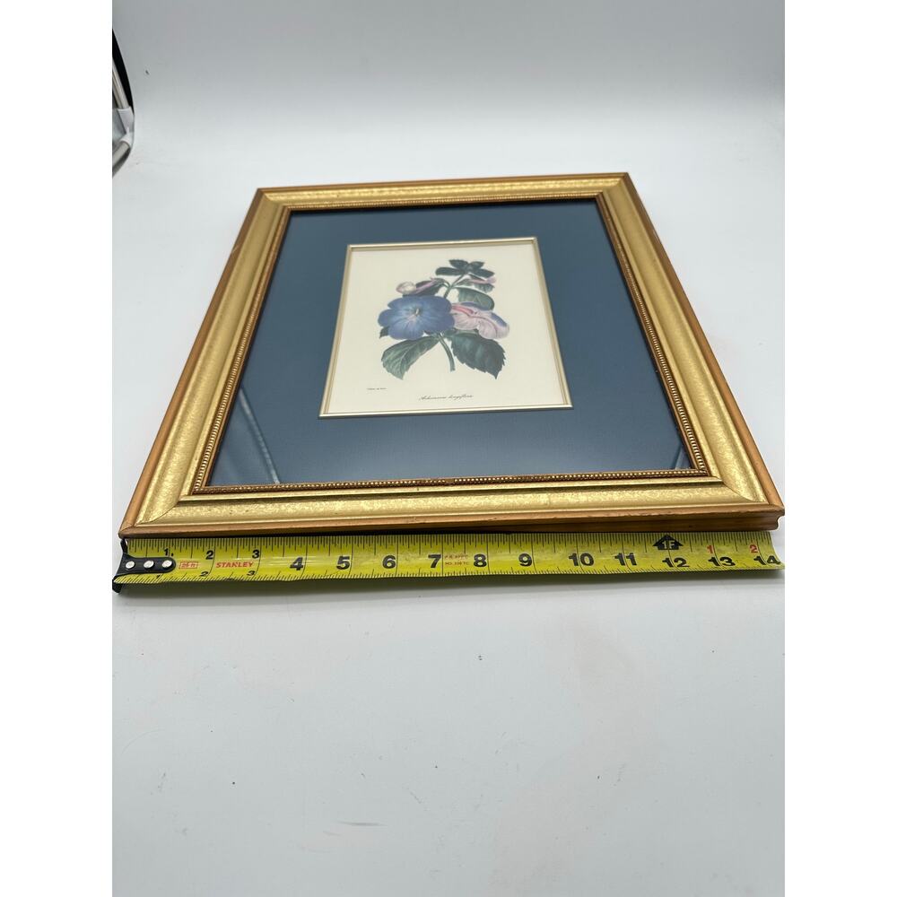 S. Holden Achimenes Longiflora signed Botanical Print 16" x14” glass floral Art